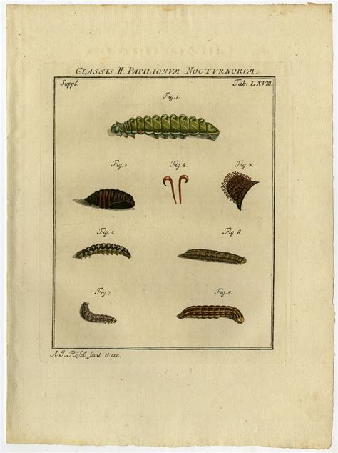 Antique Print-CATERPILLAR-PUPA-ANATOMY-68-Rosel van Rosenhof-1765: (1765) Art / Print / Poster ...