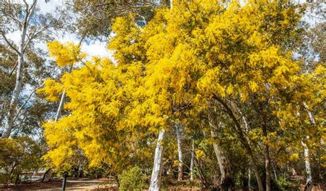 A Complete Guide To Australian Native Trees | Lawn.com.au