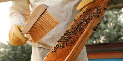 Backyard Beekeeping 101: The One Thing You Should Do First - LearnBees