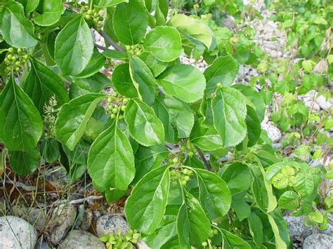 Celastrus orbiculatus (Asian bittersweet, Asiatic bittersweet): Go Botany