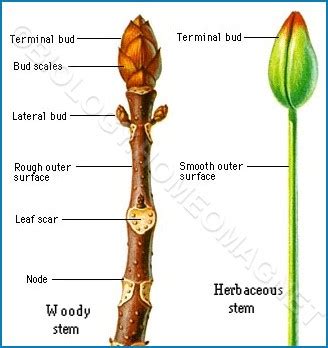 Function of Stem - Biology for Everybody