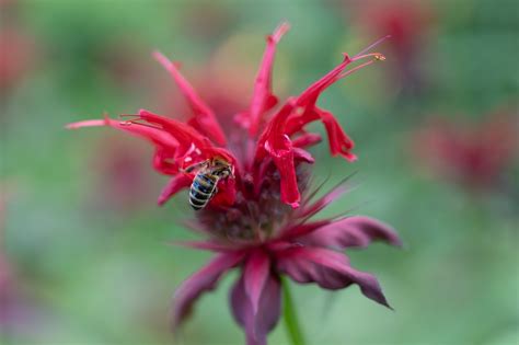 Honey Bee Flower Scarlet - Free photo on Pixabay - Pixabay