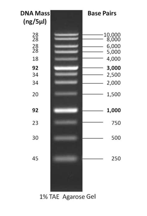 Gold Biotechnology Inc 1 kb DNA Ladder 500 µL, Quantity: Each of 1 ...