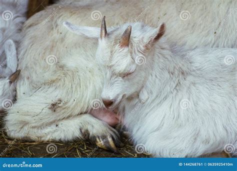 Goat with a goat sleeping stock image. Image of background - 144268761