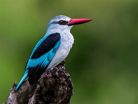 WOODLAND-KINGFISHER | Adventure Destinations