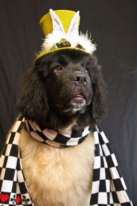 17 Best images about Cute Dog Halloween Costumes on Pinterest | Halloween, Newfoundland and Tim ...