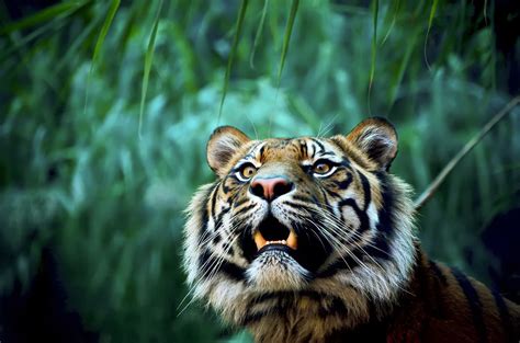 animals, Nature, Tiger Wallpapers HD / Desktop and Mobile Backgrounds