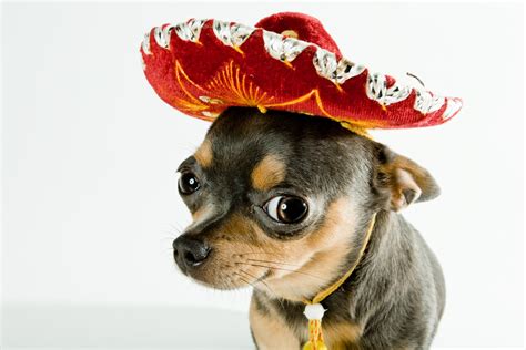 chihuahua, Dog, Dogs Wallpapers HD / Desktop and Mobile Backgrounds