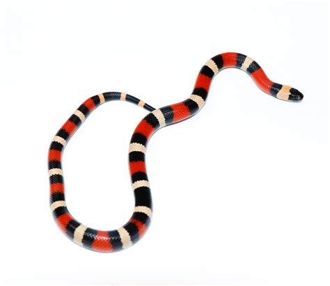 Normal - Milk Snake Traits - Morphpedia