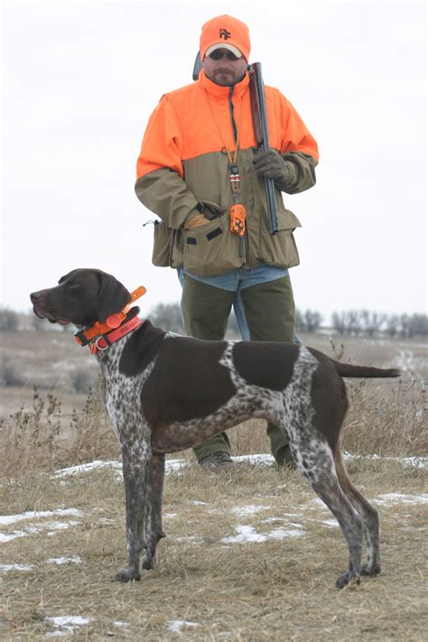 Is German Shorthaired Pointer Large Breed