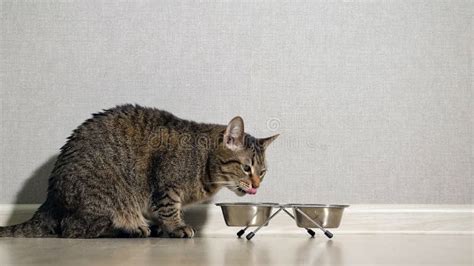 Cat eating food from bowl stock image. Image of biting - 138984379