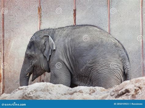 Baby elephant in the zoo stock image. Image of tusk - 285010923