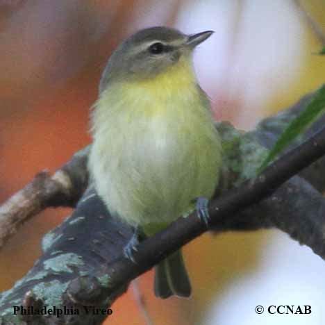 Philadelphia Vireo (Vireo philadelphicus)