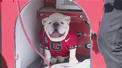 Georgia Bulldogs mascot history | Meet Uga | 11alive.com