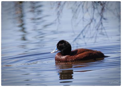 Blue-billed Duck - male_C8A3404w | Duck, Australian birds, Male