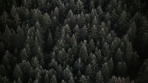 Spruce Forest Wallpapers - Top Free Spruce Forest Backgrounds - WallpaperAccess