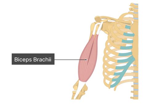 Biceps Brachii - Attachments, Action & Innervation | GetBodySmart