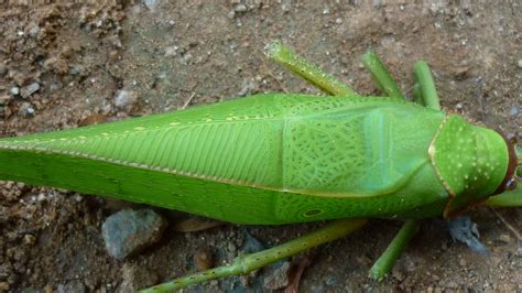 Largest Grasshopper in the world? | Largest Grasshopper in t… | Flickr