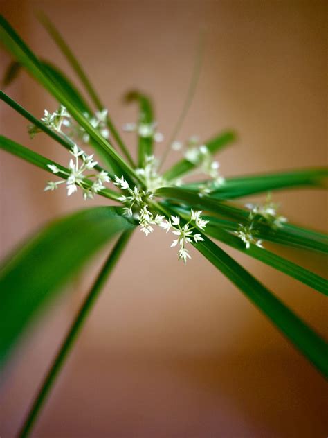 The umbrella-like leaves of Cyperus papyrus are explored in The Green Gallery Issue 16 ...