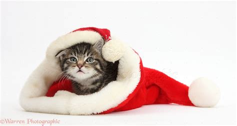 Cute tabby kitten wearing a Santa hat photo WP37817