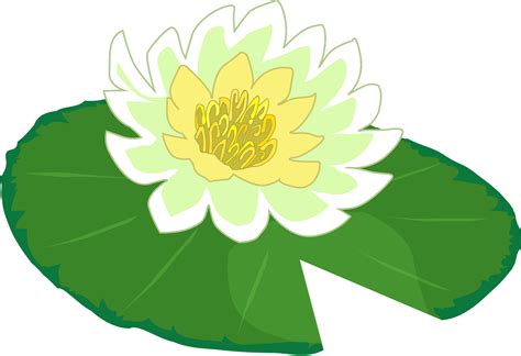 White flower water lily clipart the cliparts png – Clipartix