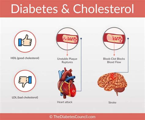 Diabetes And Cholesterol: What Is The Relationship? - TheDiabetesCouncil.com