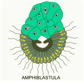 Porifera: Reproduction - Zoology Optional Notes for UPSC PDF Download