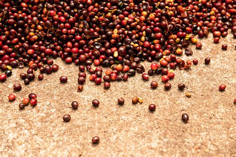 Do Coffee Plant Varieties Affect Flavor? — Crema Coffee Roasters