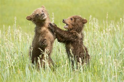 Yellowstone Cubs Will Be Sent to Ohio Zoo