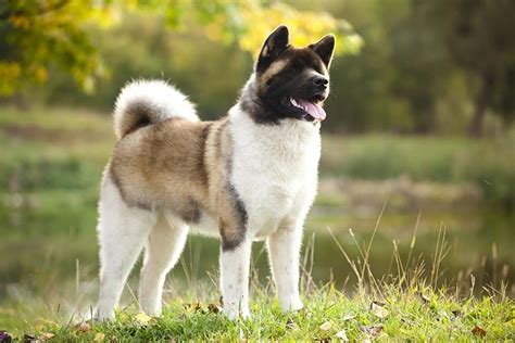 秋田犬に関する 10 の面白い事実