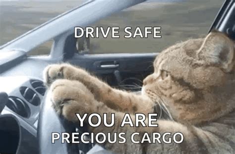 Cat Driving Serious GIF - Cat Driving Serious Cat - Discover & Share GIFs