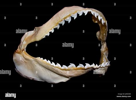 Tiger Shark Teeth Jaw | edu.svet.gob.gt