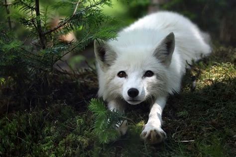 Beautiful Arctic Foxes That Will Melt Your Heart Not Freeze