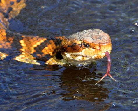 Herp Highlight #7: Eastern Cottonmouth | Virginia Living Museum