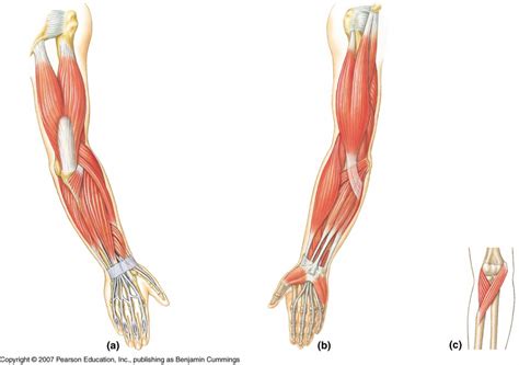 Arm Anatomy Diagram | Quizlet