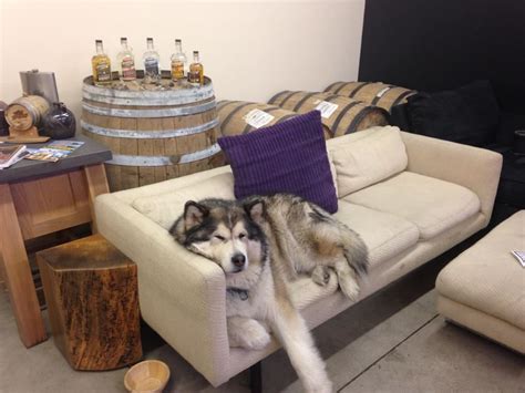 Head of Security "Mr.Danger Dog" guarding the aging whiskey #Boulder #dangerdog #storminwhiskey ...