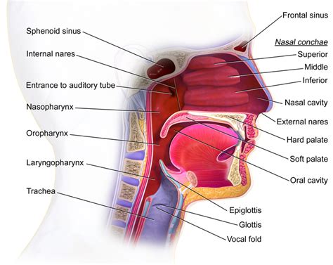 Difference Between Glottis and Epiglottis - Pediaa.Com