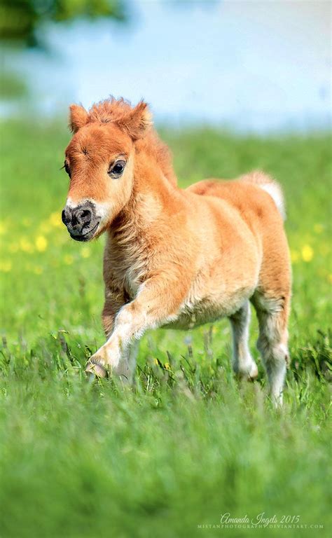 Little Lotus | Cute baby horses, Cute horses, Baby horses