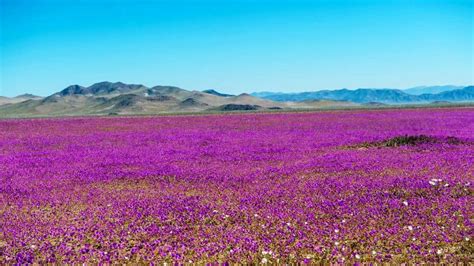 Surprise rain turns part of the Atacama Desert, one of the driest ...