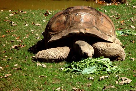 Everything You Need on Turtle Care and Tortoise Care (Eating, Habitat, and Hibernation)