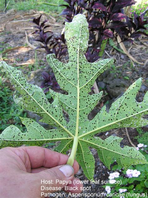 Papaya (pawpaw) | Diseases and Pests, Description, Uses, Propagation