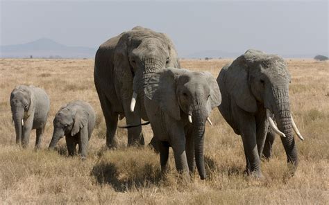 African Bush Elephant Family wallpaper | animals | Wallpaper Better