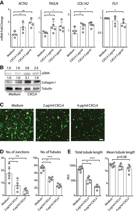 CXCL4 drives fibrosis by promoting several key cellular and molecular ...