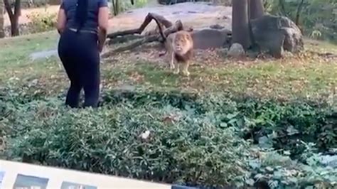 Internet shocked after woman climbs into Bronx Zoo lion exhibit ...