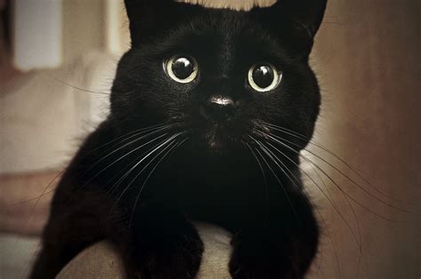 Black Cats Aren't Getting Adopted Because They Look Bad in Selfies