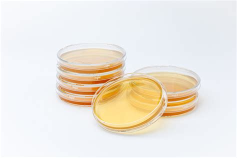 90 mm TSA (Tryptic Soy Agar) Plates - 10 Pack - Eagle Analytical