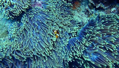 Coral Reef Destruction - Causes, Effects, and Solutions