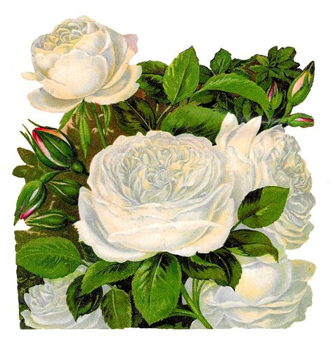 Antique Images: White Rose Image Transfer Flower Clip Art Illustration