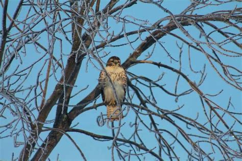 Hawk in Ohio, winter 2014 | Ohio, Animals, Winter