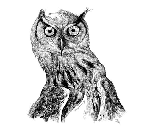 93 best Owl and Cat art images on Pinterest | Draw animals, Animal drawings and Drawing animals